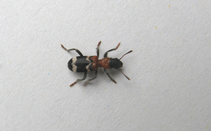 coleotteroda identificare